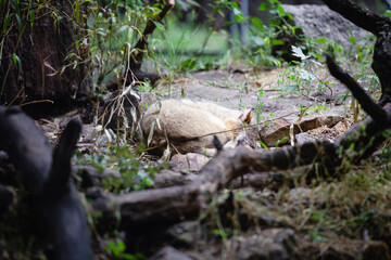 sleeping fox