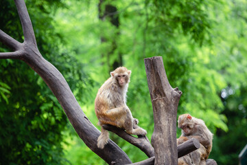 japanese macaque sitting on a tree