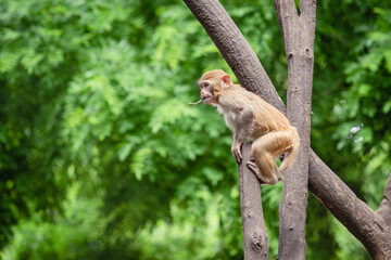 japanese macaque sitting on the tree
