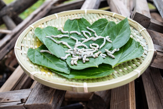Silkworm baby on green mulberry leaf