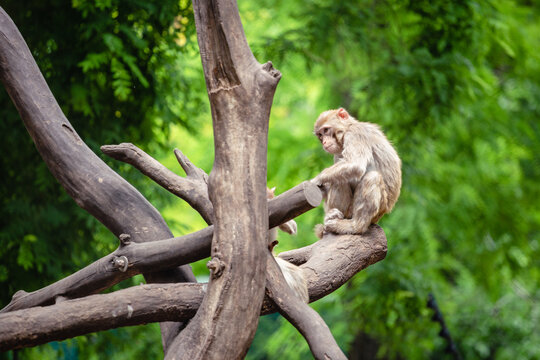 white tailed macaque sitting on a tree