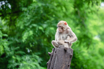 long macaque on a branch