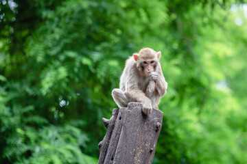 Naklejka na ściany i meble japanese macaque sitting on the tree