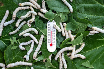Silkworm baby on green mulberry leaf