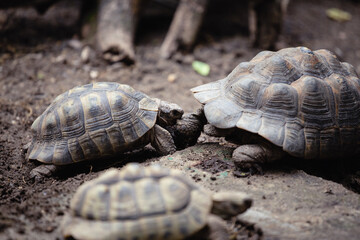 turtle fight on the ground