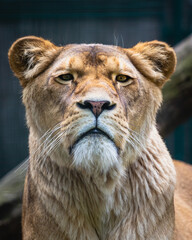 Lioness resting on its catwalk on a bright day. Wildlife Reservation, Kecskemét, Hungary.