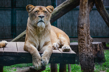 Lioness resting on its catwalk on a bright day. Wildlife Reservation, Kecskemét, Hungary.