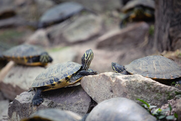 Yellow Eared Slider Turtle sunbathing on a rock in a man made pond. Wildlife Reservation, Kecskemét, Hungary.