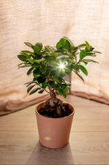green bonsai in a pot.  ray of light