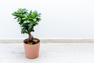 green bonsai in a pot