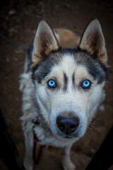 siberian husky portrait