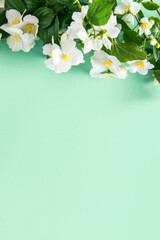 Spring blooming mint color background . Floral border of green leaves and white flowers jasmine.Copy space