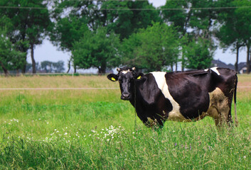cow in a meadow in a large grass