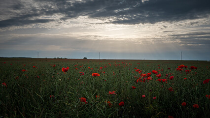 poppy field at sunset