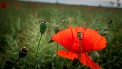 red poppy in a field with insects