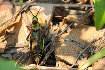 Bunte Kopple Schaumheuschrecke  am Boden