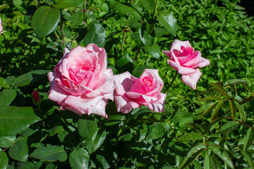 Blooming pink roses and small unopened buds. Spring blooming front garden.