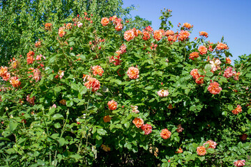 Aloha climbing rose. A lush shrub dotted with bright opening pink and orange rose flowers. Green...