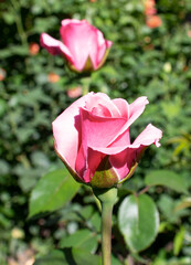 Blooming pink roses and small unopened buds. Spring blooming front garden.