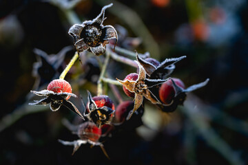 red frozen berries on a bush