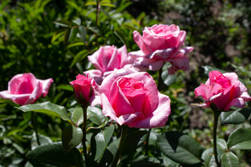 Obraz na płótnie Canvas Blooming pink roses and small unopened buds. Spring blooming front garden.