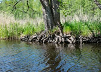 landscape with old tree trunks in the water, abstract reflections in the water