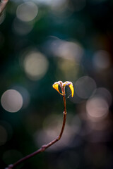 frozen leaves in winter sun