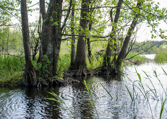 landscape with old tree trunks in the water, abstract reflections in the water
