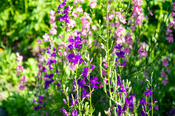Delphinum is an annual. Beautiful flowers on tall slender stems. Small purple and pink inflorescences are densely dotted on the trunk. Spring green house gardens, Sunny weather.