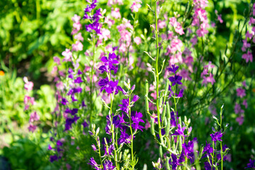 Obraz premium Delphinum is an annual. Beautiful flowers on tall slender stems. Small purple and pink inflorescences are densely dotted on the trunk. Spring green house gardens, Sunny weather.