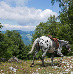 un bel cavallo bianco e nero in movimento, in montagna