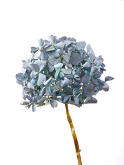 Dried hydrangea flower on white background. isolated flower on simple background.