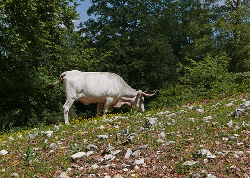 rilassante immagine di una mucca che bruca, in montagna