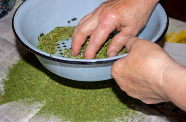 The process of grinding dried dill. Rubbing hands through a sieve. Natural seasoning, spice. Kitchen. Preparation. Meal.Cook.