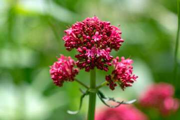 Centranthus ruber flowering plant, bright red pink flowers in bloom, green stem and leaves,...