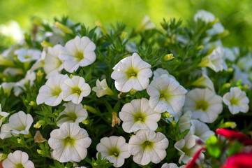 Calibrachoa million bells beautiful flowering plant, group of white flowers in bloom, ornamental pot balcony plant