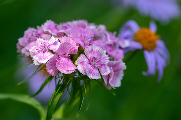Fototapeta na wymiar Dianthus barbatus beautiful ornamental flowering plants, group of purple white flowers in bloom