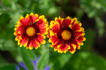 Gaillardia aristata flowering wild plant, red and yellow blanketflower in bloom