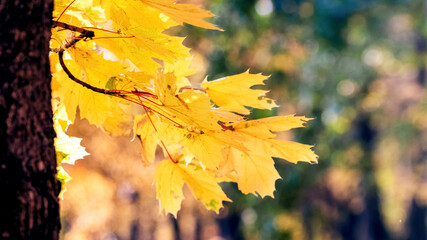 Yellow maple leaves on a tree in the forest in sunny weather