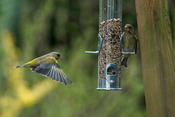 Greenfink feeding station
