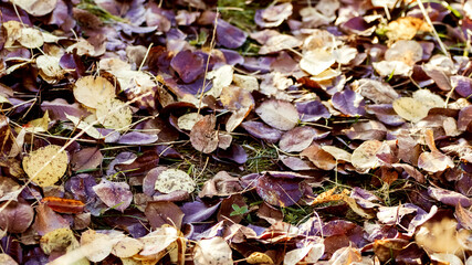 Fallen dry leaves on the ground in the forest
