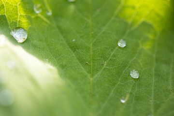 einzelne Tropfen auf großem grünem Blatt in der Sonne