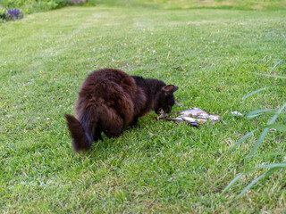 a black cat eating fish