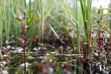 Teich mit Wasserpflanzen in der sonne mit Reflexion