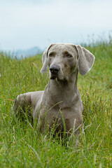 Weimaraner Vorstehhund liegend in Wiese