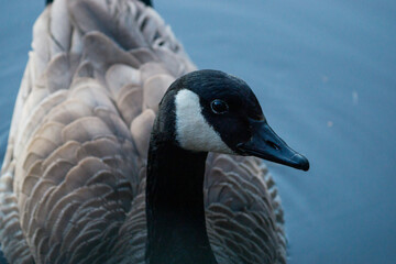 close up of a canada goose