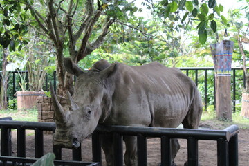 rhino in the zoo © lookedaeng