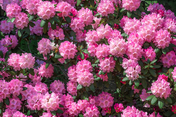 Rhododendron pink flower fresh blooming on the park. Rhododendron flower pattern.