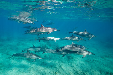 Fototapeta na wymiar Hawaiian spinner dolphins off the Kona coast, Big Island, Hawaii.