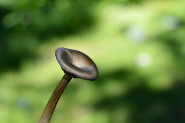Forest mushrooms grow beautifully in the summer in the green grass.